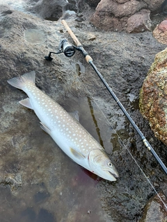 アメマスの釣果