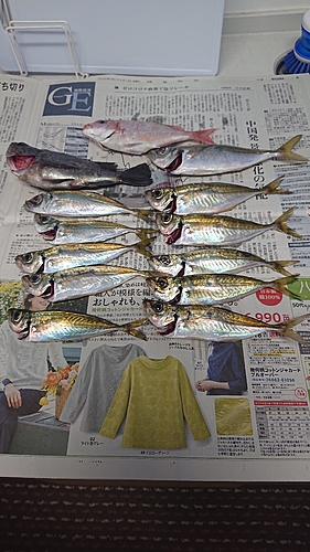 アジの釣果