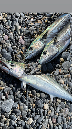 サゴシの釣果