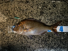 マダイの釣果