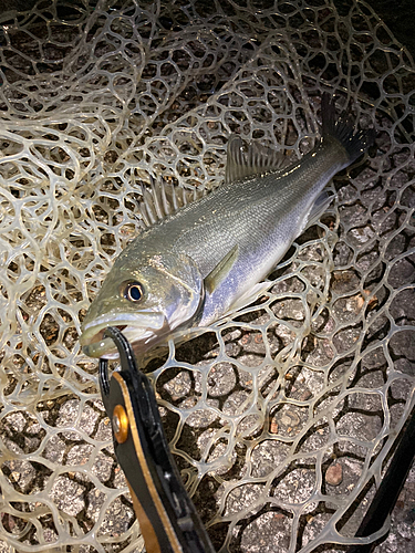 スズキの釣果