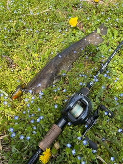 ナマズの釣果