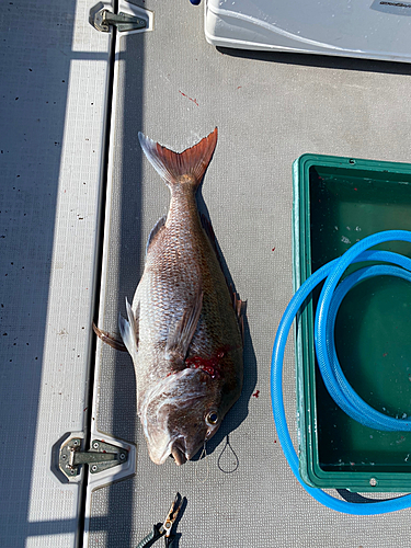 マダイの釣果