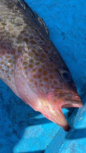 オオモンハタの釣果