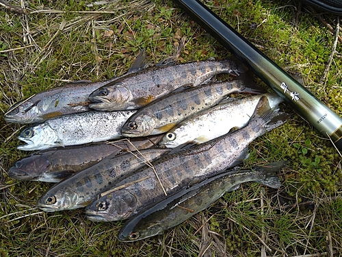 アマゴの釣果