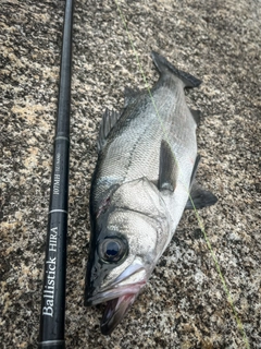 ヒラスズキの釣果