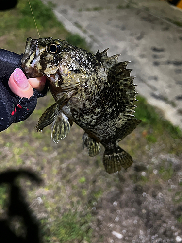 タケノコメバルの釣果