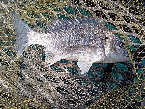 キビレの釣果