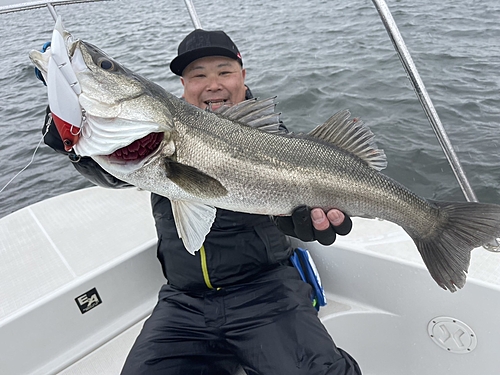 スズキの釣果