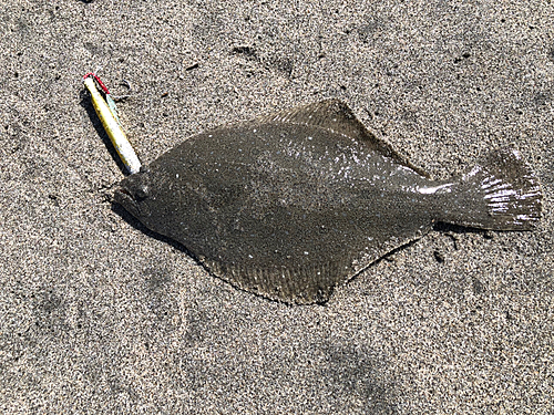 ソゲの釣果