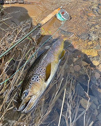 ブラウントラウトの釣果