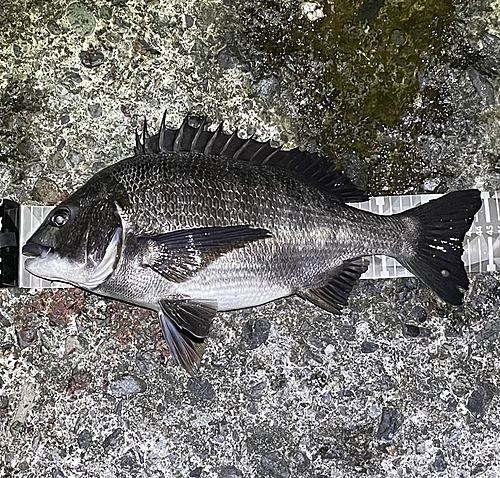 クロダイの釣果