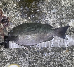 クチブトグレの釣果