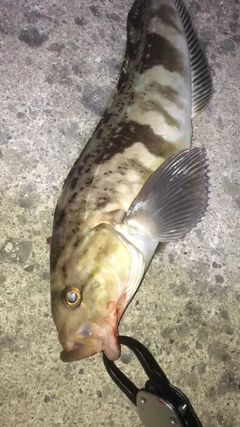 ホッケの釣果