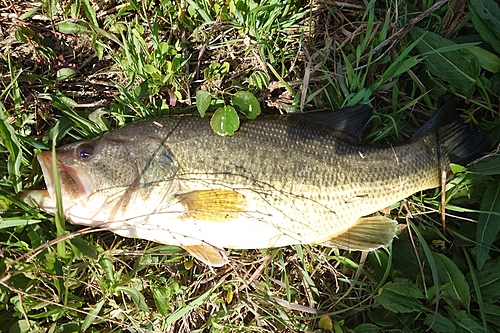 ブラックバスの釣果