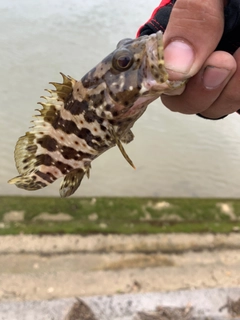 ヤイトハタの釣果