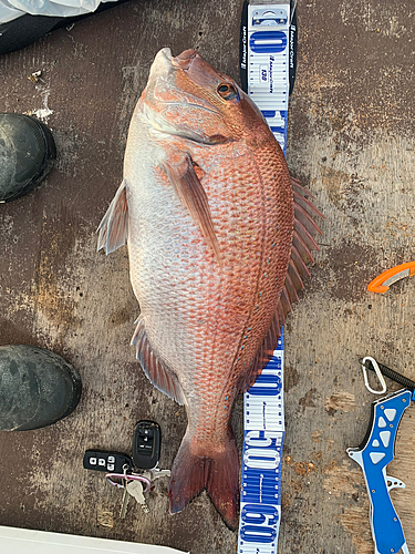 タイの釣果