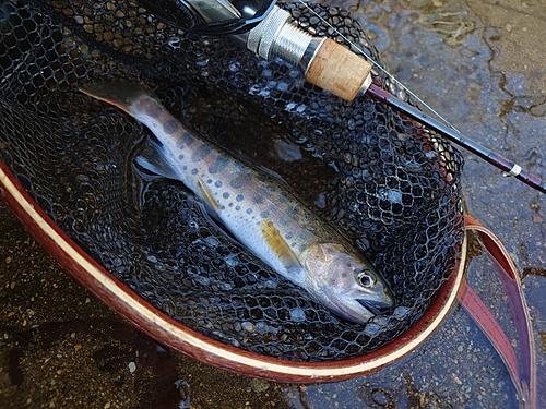 ヤマメの釣果