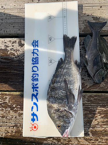 チヌの釣果