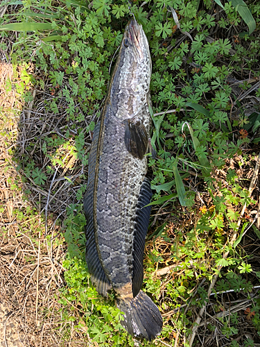 ライギョの釣果