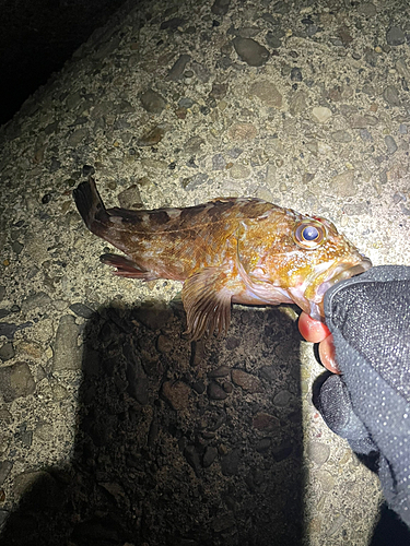 カサゴの釣果