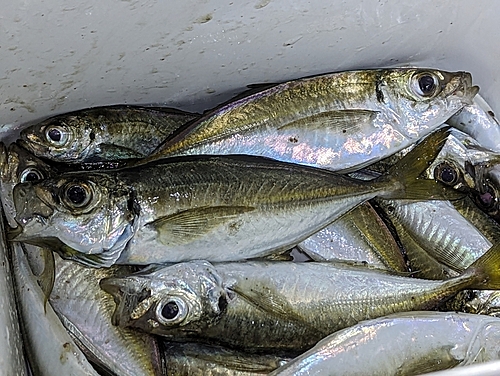 アジの釣果