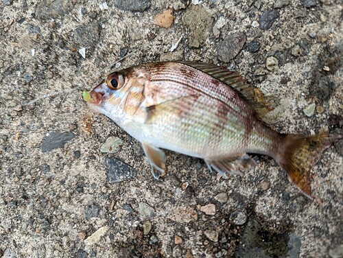 マダイの釣果