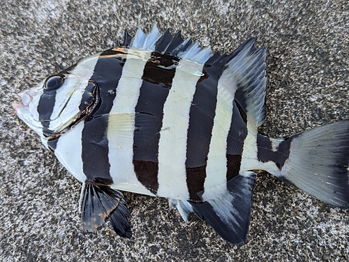 イシダイの釣果