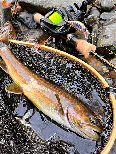 ヤマメの釣果