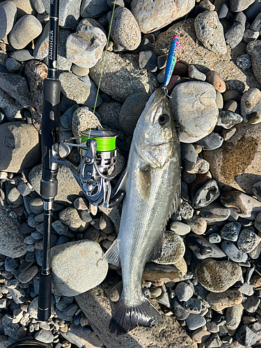 フッコ（マルスズキ）の釣果