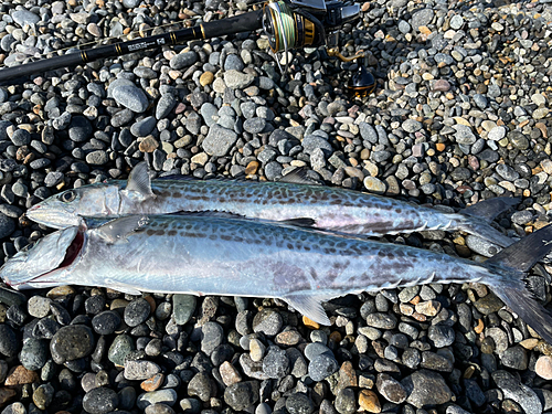 サゴシの釣果