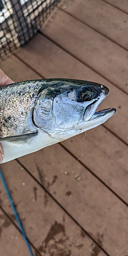 ギンザケの釣果