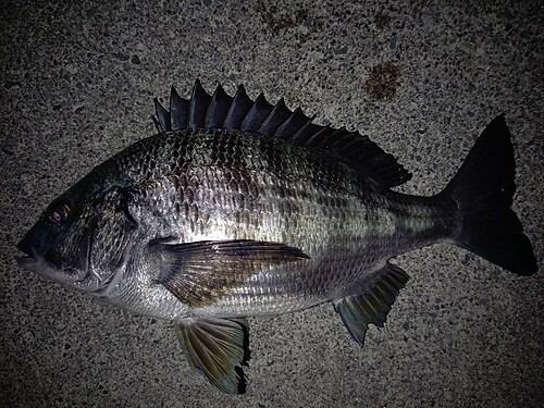 チヌの釣果