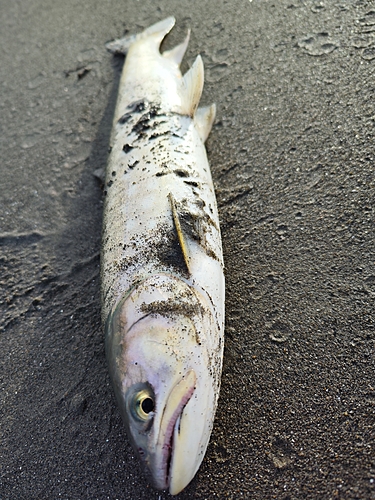 アメマスの釣果