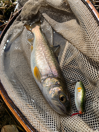 アメマスの釣果