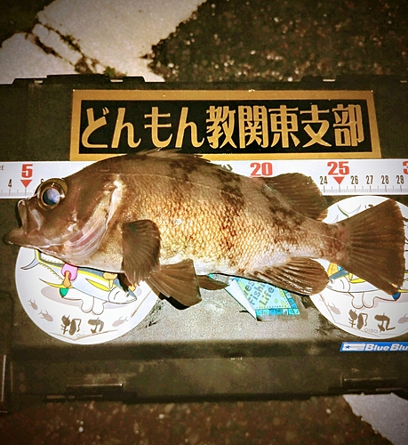 メバルの釣果