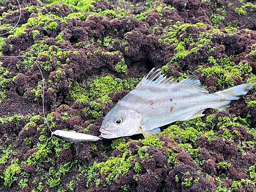 コトヒキの釣果