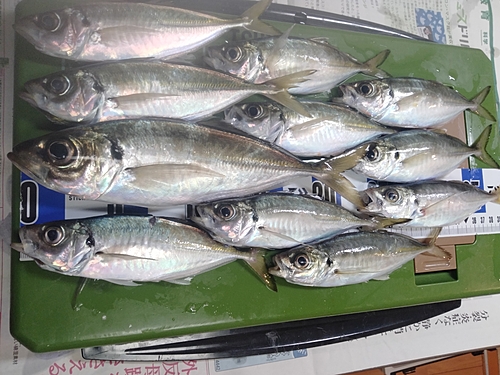 アジの釣果