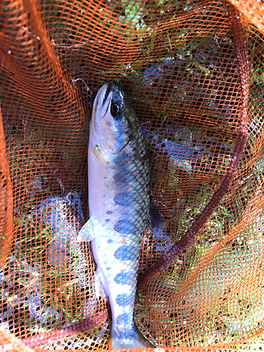 アマゴの釣果