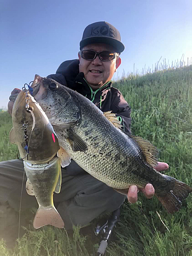 ブラックバスの釣果