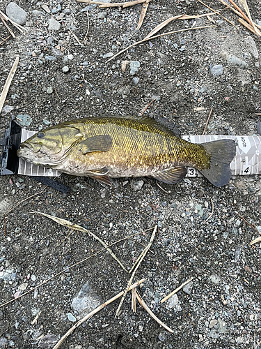 スモールマウスバスの釣果