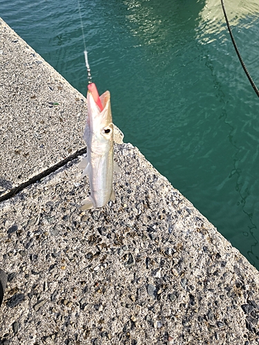 カマスの釣果