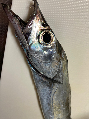 タチウオの釣果