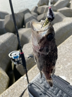 クロソイの釣果