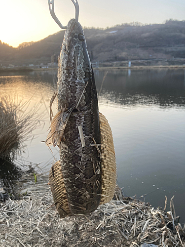 ライギョの釣果