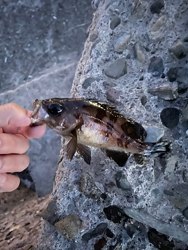 メバルの釣果