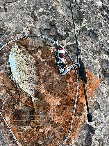 アイゴの釣果