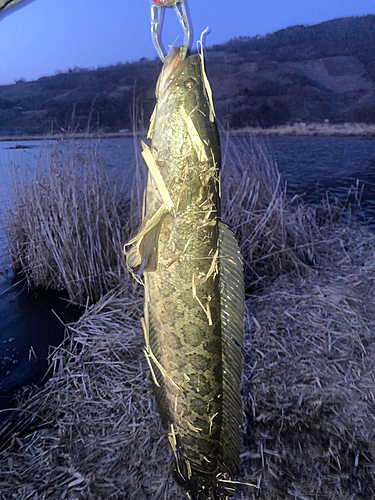 ライギョの釣果