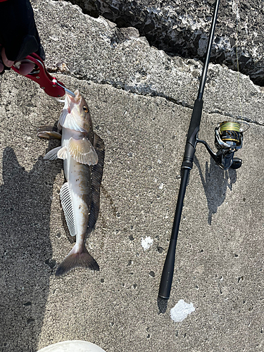 ホッケの釣果