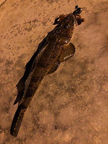 マゴチの釣果